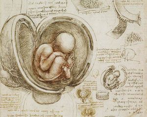 'El feto en el útero' (1511), Leonardo da Vinci.
