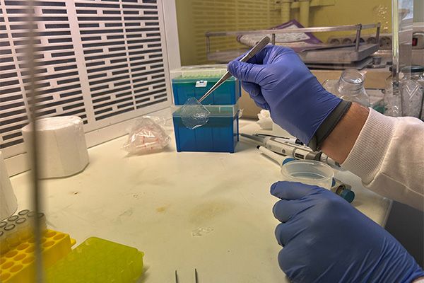 Una de las membranas creadas a partir de la fibroína.