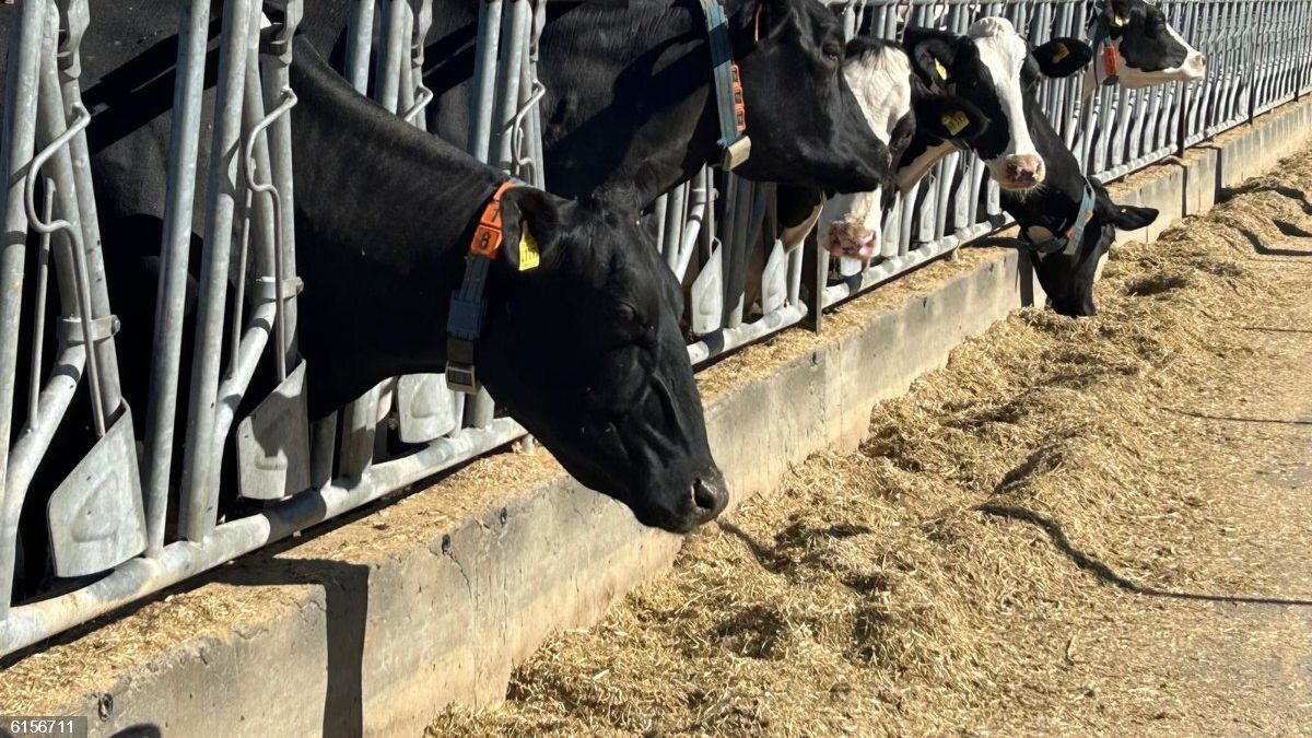 Photo: redaccionmedica.com Shamonda Virus Detected in Spain: What to Know About the Cattle Outbreak